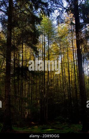 Vista attraverso una foresta scura su una foresta densa e impenetrabile di giovani Larch in autunno Foto Stock