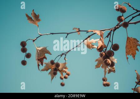 Foglie di pianta di colore marrone e frutti su sfondo blu del cielo. Platanus orientalis, Old World Sycamore, Oriental Plane. Concetto autunnale. Foto Stock