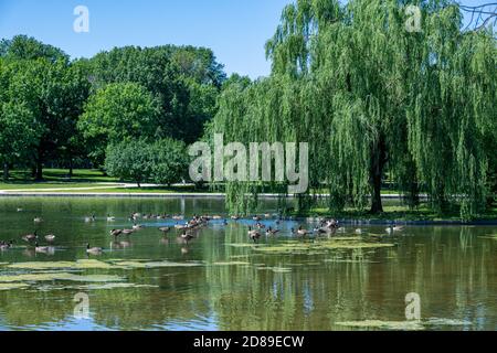 Canada Geese sul laghetto carpa in Constitution Gardens in Il National Mall of Washington DC Foto Stock