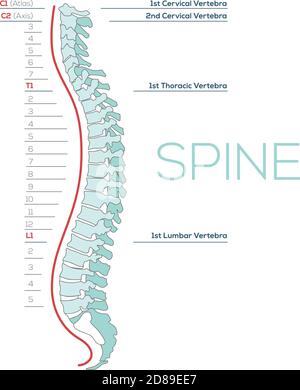 Vector illustrazione medica della colonna vertebrale, diagramma della colonna vertebrale umana, sezioni vertebrali, vertebre. Illustrazione Vettoriale