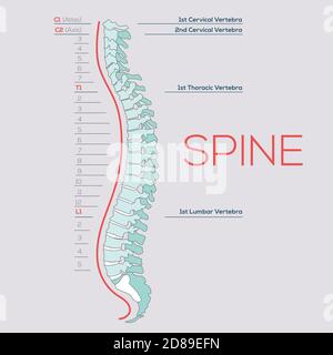 Vector illustrazione medica della colonna vertebrale, diagramma della colonna vertebrale umana, sezioni vertebrali, vertebre. Illustrazione Vettoriale