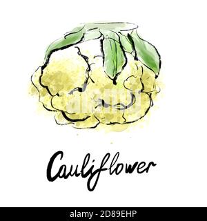 Immagine acquerello del cavolfiore isolato su sfondo bianco Foto Stock