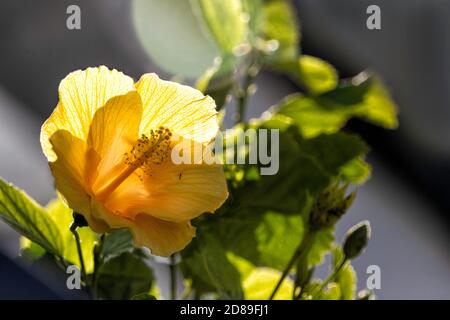 Fiore di ibisco giallo da vicino in controluce di luce solare Foto Stock
