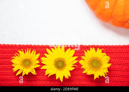Layout su sfondo bianco, sciarpa rossa, fiori gialli girasoli e zucca, sfondo autunno, c'è un posto per il testo. Foto di alta qualità Foto Stock