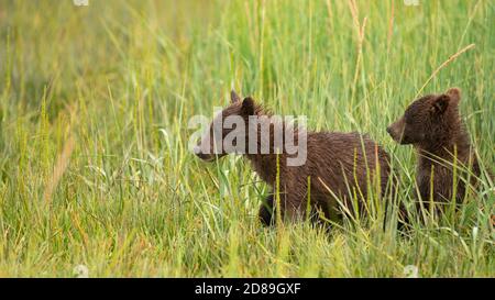 Due cuccioli di orso si rendono conto che la Madre si è chiesta fuori vista così i giovani cuccioli selvatici di orso panico e correre a. trovala Foto Stock