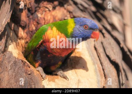 Lorikeet arcobaleno che emerge da nido cavo in un albero di eucalipto, Australia Foto Stock