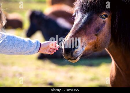 Giovane donna ragazza mano closeup pettinando un nero e marrone testa a cavallo in campagna campo rurale pascolo paddock in Estate in Islanda Foto Stock