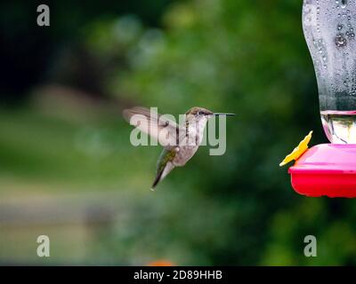Il colibrì di Hummingbird che si getta nel rubino da un alimentatore di uccelli, Stati Uniti d'America Foto Stock