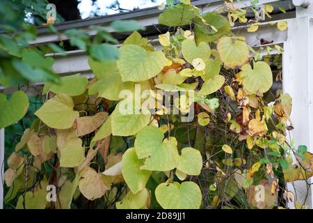 Closeup di un plat autunnale essiccato sotto la luce del sole Foto Stock