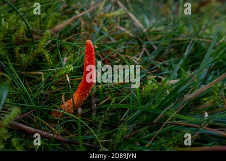 Un ritrovamento infrequente, il fungo scarlatto caterpillarclub (Cordyceps militaris). Coltivando in erba della brughiera, questo fungo si è attaccato agli unders Foto Stock