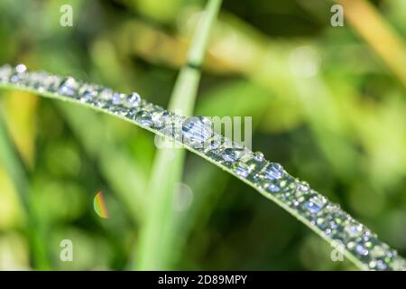 Macro closeup di gocce di rugiada su lame verdi di erba con bella bokeh Foto Stock