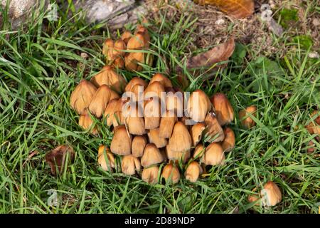 Vista dall'alto dei funghi di baccalini in erba, chiamati anche micaceo di Coprinellus o glimmertintling Foto Stock