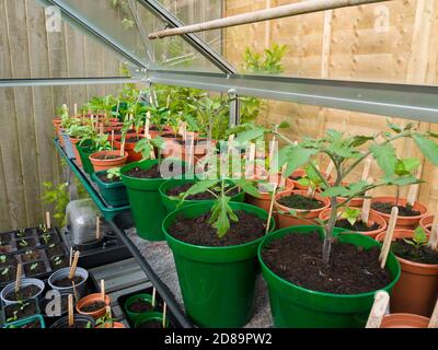 Una varietà di piantine tra cui pomodori e peperoni che crescono in pentole nella serra di un giardiniere dilettante in primavera. Foto Stock