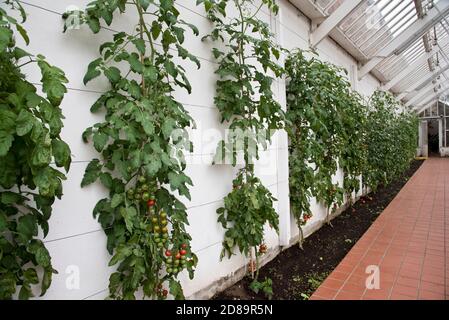 I giardinieri dilettano le piante di pomodoro, indors crescenti Foto Stock