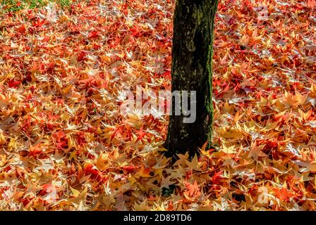 foglie d'autunno colorate sulla terra alla base di tronco di albero Foto Stock