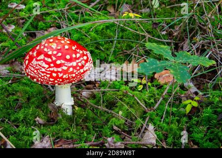 Vista dall'alto del fungo agarico di mosca, rosso con punti bianchi. Visualizzazione ad angolo alto con spazio di copia per il testo. Chiamata anche Amanita muscaria o Fliegenpilz Foto Stock