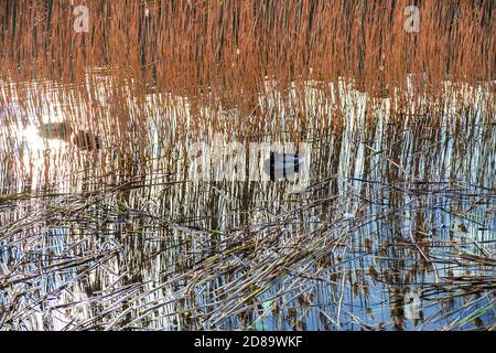 anatre su un lago invernale nelle canne Foto Stock