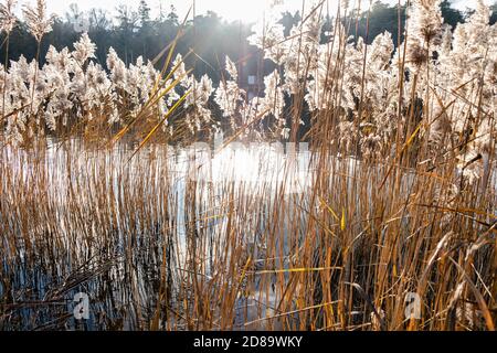 inverno canna sul lago Foto Stock