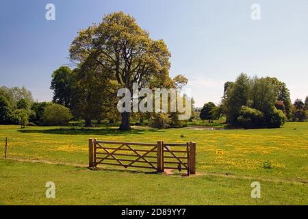 Un prato di fiori selvatici pieno di coppe di farfalle nei terreni di Killerton House, nr Exeter, Devon, Inghilterra, UK Foto Stock