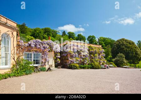 Un impressionante Wisteria sinensis all'esterno di Killerton House, nr Exeter, Devon, Inghilterra, UK Foto Stock