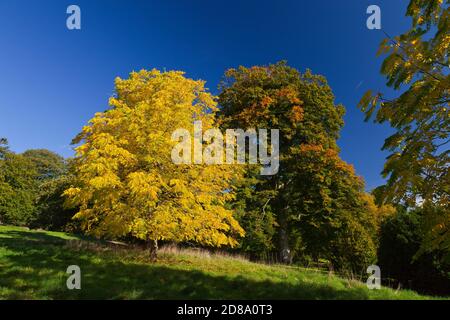Un albero di cenere (Fraxinus excelsior) in pieno colore autunno nei terreni di Killerton House, nr Exeter, Devon, Inghilterra, UK Foto Stock