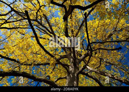 Un albero di cenere (Fraxinus excelsior) in pieno colore autunno nei terreni di Killerton House, nr Exeter, Devon, Inghilterra, UK Foto Stock
