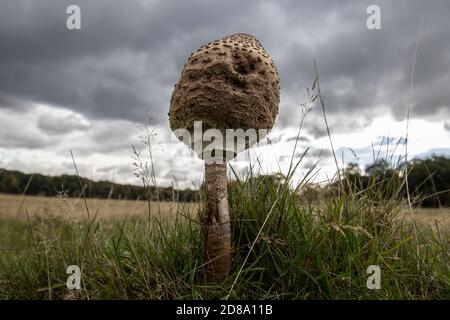 Funghi Shaggy Parasol che crescono a Richmond Park, Surrey, Inghilterra, Regno Unito Foto Stock