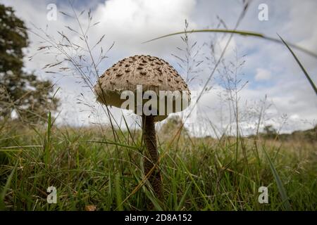 Funghi Shaggy Parasol che crescono a Richmond Park, Surrey, Inghilterra, Regno Unito Foto Stock