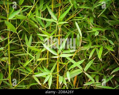 Phyllostachys Aurea è una specie di bambù Foto Stock