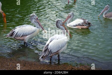 Masse di uccelli pelicani allo Zoo. Foto Stock