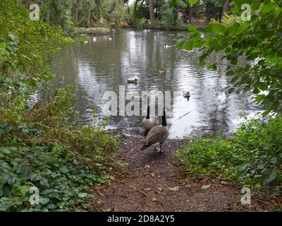 Mary Forsdyke Garden & Michael o'Brien Lakeside Walk, Bushey Heath, Inghilterra. Giardini pubblici in una giornata piovosa. Oche, anatre, natura, fiori, autunnale. Foto Stock