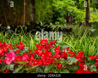 Cera Begonia o Clubed Begonia (Begonia cuclolata) Foto Stock