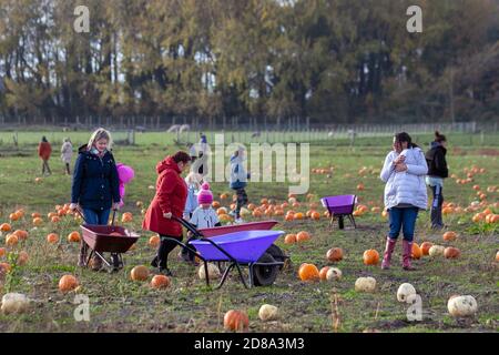 Sottaceti di zucca di Halloween a Burscough, Lancashire. Meteo Regno Unito; Ottobre, 2020. Scegli la tua fattoria di zucca (PYO). Divertimento per le famiglie con bambini piccoli e piccini che raccolgono zucche in un campo umido di nebbia. Credit; MediaWorldImages/AlamyLiveNews Foto Stock