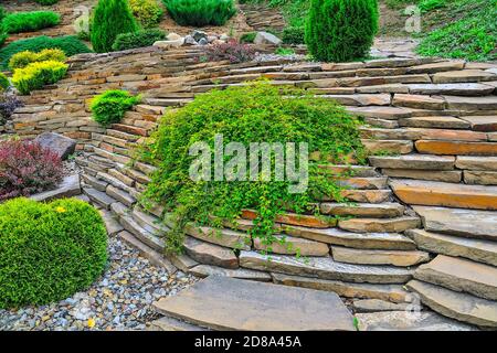 Varietà nana di Stefanandra incisa-lievitato-ornamentale arbusto con foglie intagliate per giardino paesaggistico. Verde fogliame di deciduo pianta decorativa in Foto Stock