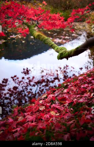 L'albero di acero rosso giapponese riflesso in uno stagno ornamentale in autunno in ben più giardini botanici, Argyll, Scozia. REGNO UNITO Foto Stock