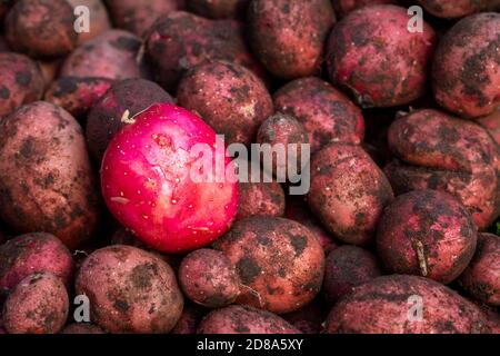 Una patata rossa lavata su quelle sporche. Patate rosse appena scavate nella fattoria. Foto Stock