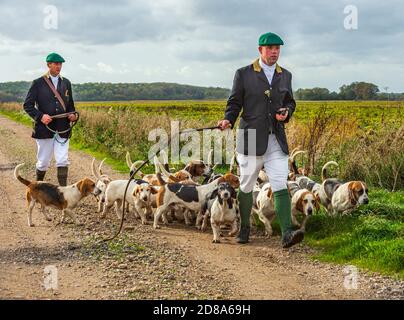 Blankney, Lincoln, Lincolnshire, Regno Unito. 28 ottobre 2020. I Lincs orientali Bassett Hounds sono guidati da Matt Bowring sul bordo del Lincolnshire Fens che ha attratto un grande seguito di gente che guarda. Credit: Matt BLimit OBE/Alamy Live News Foto Stock