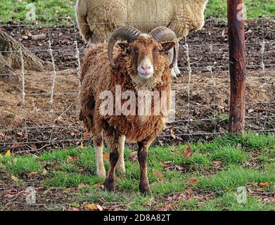 Soay Pedigree razza rara RAM in un prato inglese Foto Stock