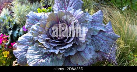 Bella esposizione di kale ornamentale e l'erba di piuma messicana. Foto Stock