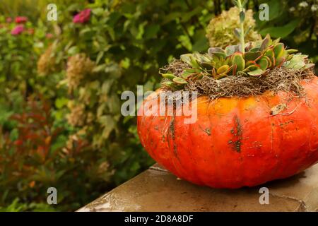 Una zucca cenerentola arancione che esplica con succulenti e muschio in un cortile a metà ovest della caduta. Foto Stock