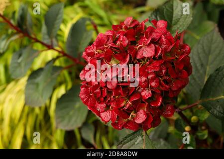 Un rosso ciliegia Bloomstruck hydrangea trasformato da fredde notti di autunno Riposante su erba gialla giapponese di hakone Foto Stock