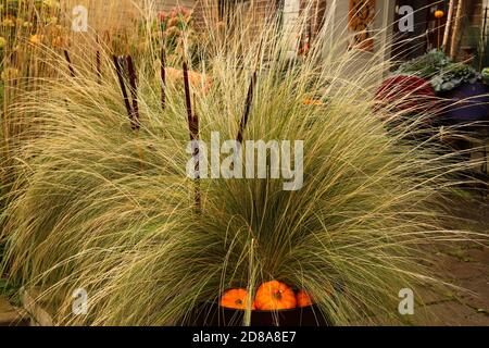 L'erba di piume messicana, Nassella (precedentemente Stipa) tenuissima, e le zucche piccole decorano questo patio anteriore del portico da Halloween attraverso il Ringraziamento Foto Stock