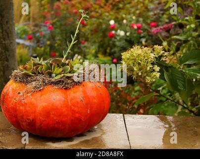 Una zucca cenerentola arancione che esplica con succulenti e muschio in un cortile a metà ovest della caduta. Foto Stock