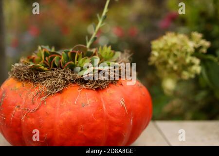 Una zucca cenerentola arancione che esplica con succulenti e muschio in un cortile a metà ovest della caduta. Foto Stock