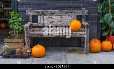 Zucche arancioni intorno e su una panca di legno del parco contro un muro di mattoni Foto Stock