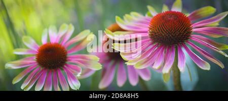 Macro di verde ramoscello echinacea purea, fiori di mare, foglie rosa chiaro con punta di verde lime con un bel fondo bokeh. Foto Stock