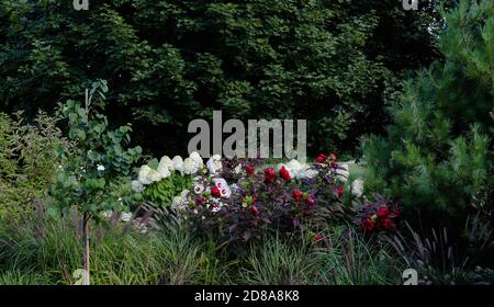 Bellissimo paesaggio di un giardino di meditazione amato da colibrì per il luminoso rosso ciliegia ibisco, limelight hydrangea una Pasqua Redbud e erbe. Foto Stock