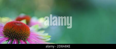 Macro di verde ramoscello echinacea purea, fiori di mare, foglie rosa chiaro con punta di verde lime con un bel fondo bokeh. Foto Stock
