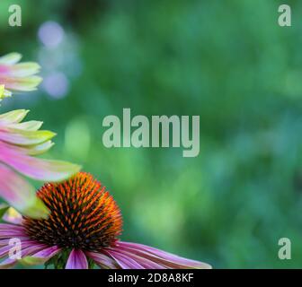 Macro di verde ramoscello echinacea purea, fiori di mare, foglie rosa chiaro con punta di verde lime con un bel fondo bokeh. Foto Stock