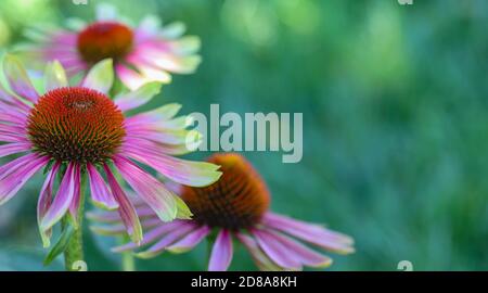 Macro di verde ramoscello echinacea purea, fiori di mare, foglie rosa chiaro con punta di verde lime con un bel fondo bokeh. Foto Stock